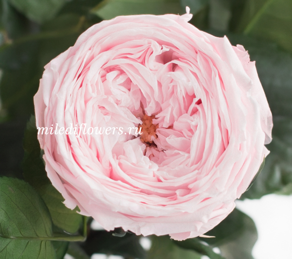 Роза стабилизированная Verdissimo Pink